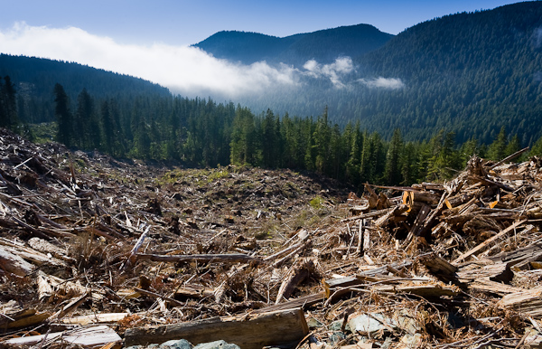 Forest Destroyed by Chopping Trees