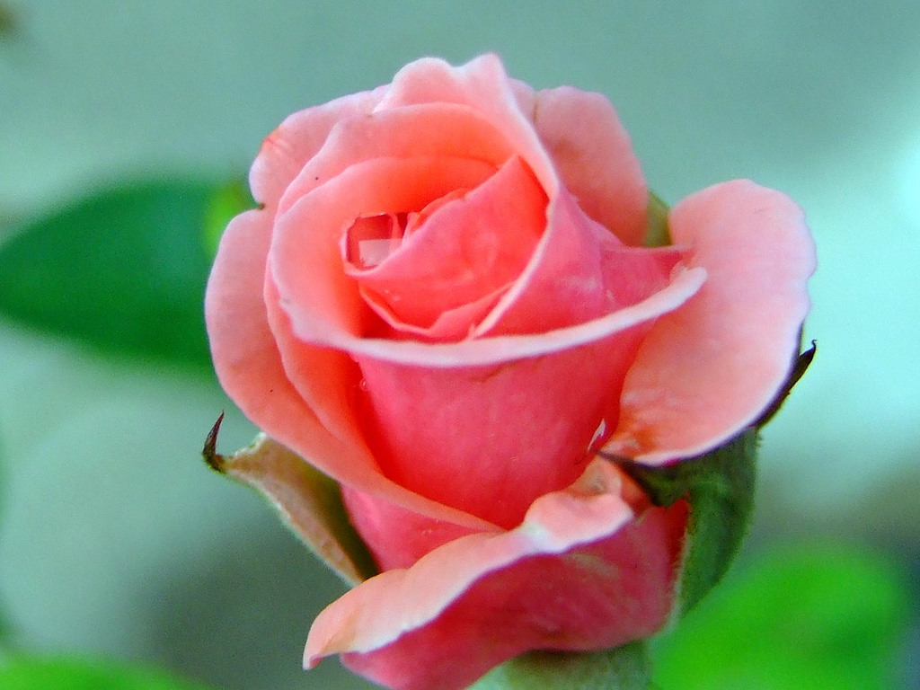 Salmon Rose